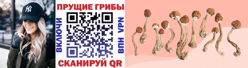 Купить  Железноводск  Псилоцибиновые грибы Cubensis 